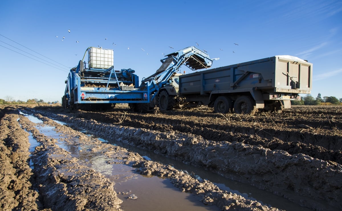 Despite the rain, British potato harvest is 89% complete Despite the rain, British potato harvest is 89% complete