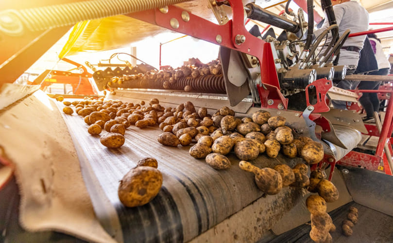Smart Potato Washing Systems: Automation, AI and Integrated Processing Technologies