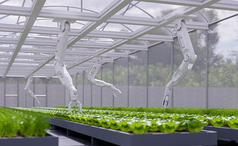 Robotic arms at work in greenhouses: transforming labor-intensive tasks with precision automation. Robotic arms at work in greenhouses: transforming labor-intensive tasks with precision automation.