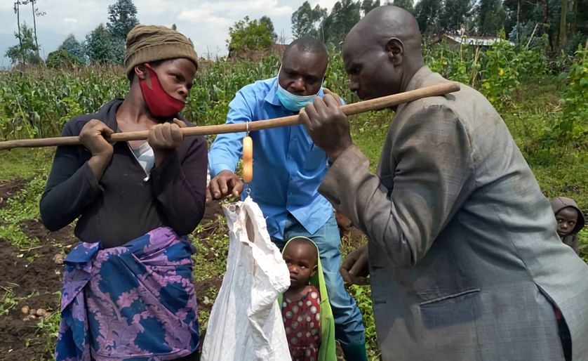 Farmers and a local extension agents measure potato yield following use of the AKILIMO platform to provide recommended fertilizer use. (Courtesy: JC Nshimiyimana/CIP) 