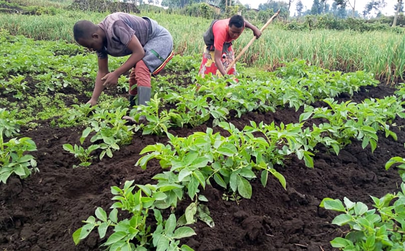 Farmers weed a potato patch during an AKILIMO trial in Rubavu, Rwanda. (Courtesy: JC Nshimiyimana/CIP)  Farmers weed a potato patch during an AKILIMO trial in Rubavu, Rwanda. (Courtesy: JC Nshimiyimana/CIP)