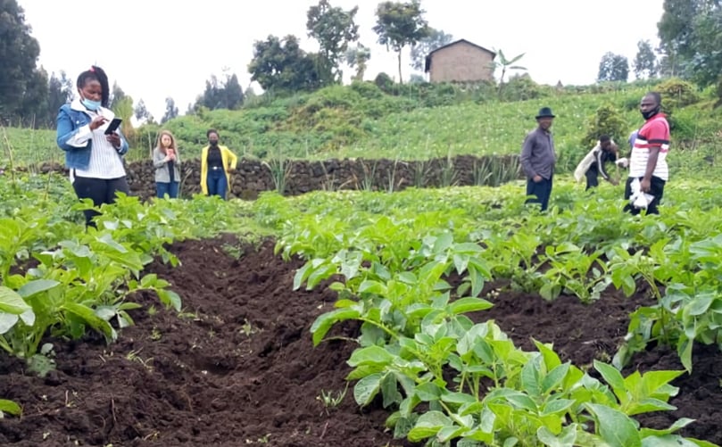A research technician records data after a second fertilizer trial in Rubvau, Rwanda. (Courtesy: JC Nshimiyimana/CIP)  A research technician records data after a second fertilizer trial in Rubvau, Rwanda. (Courtesy: JC Nshimiyimana/CIP) 
