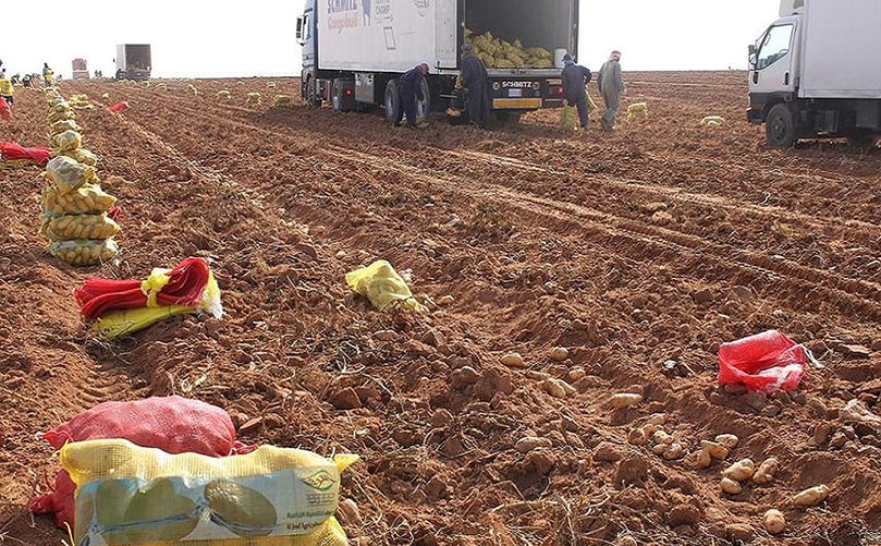 The Al-Jouf Agricultural Development Company cultivates a range of different potato varieties for different markets (Table Potatoes, French Fries and Potato Chips) and focuses on new dual purpose varieties to mitigate market risks. The Al-Jouf Agricultural Development Company cultivates a range of different potato varieties for different markets (Table Potatoes, French Fries and Potato Chips) and focuses on new dual purpose varieties to mitigate market risks.
