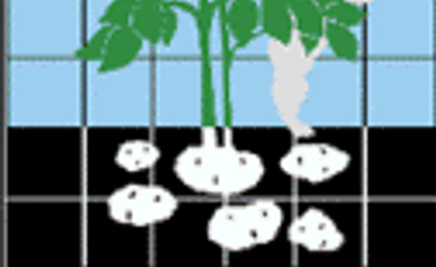 XXIV Congreso de la Asociación Latinoamericana de la Papa - ALAP 2010 XXIV Congreso de la Asociación Latinoamericana de la Papa - ALAP 2010