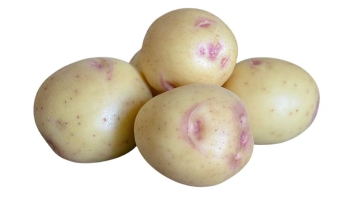 ALASKA BLOOM ALASKA BLOOM