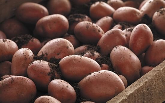 The Albert Bartlett Rooster Potato, Ireland’s Favorite Potato