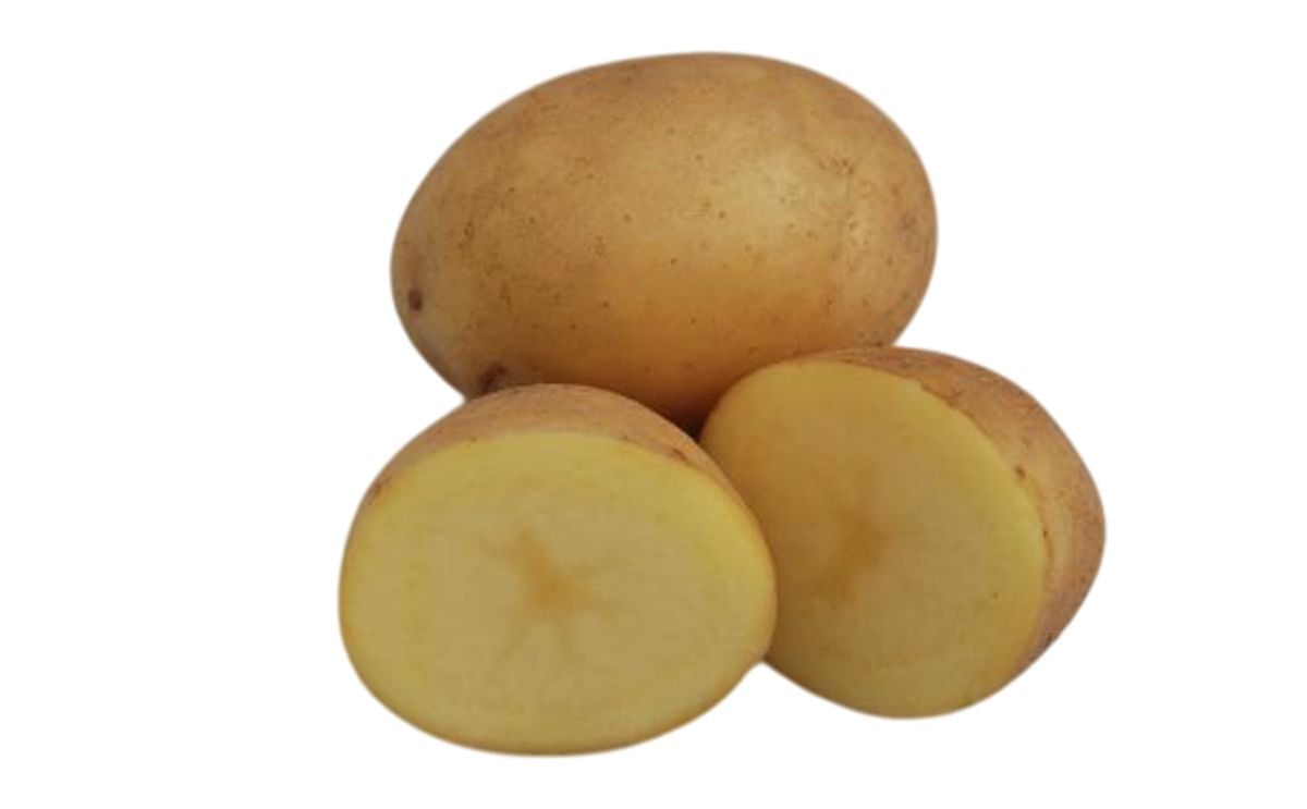 Alegria Alegria
