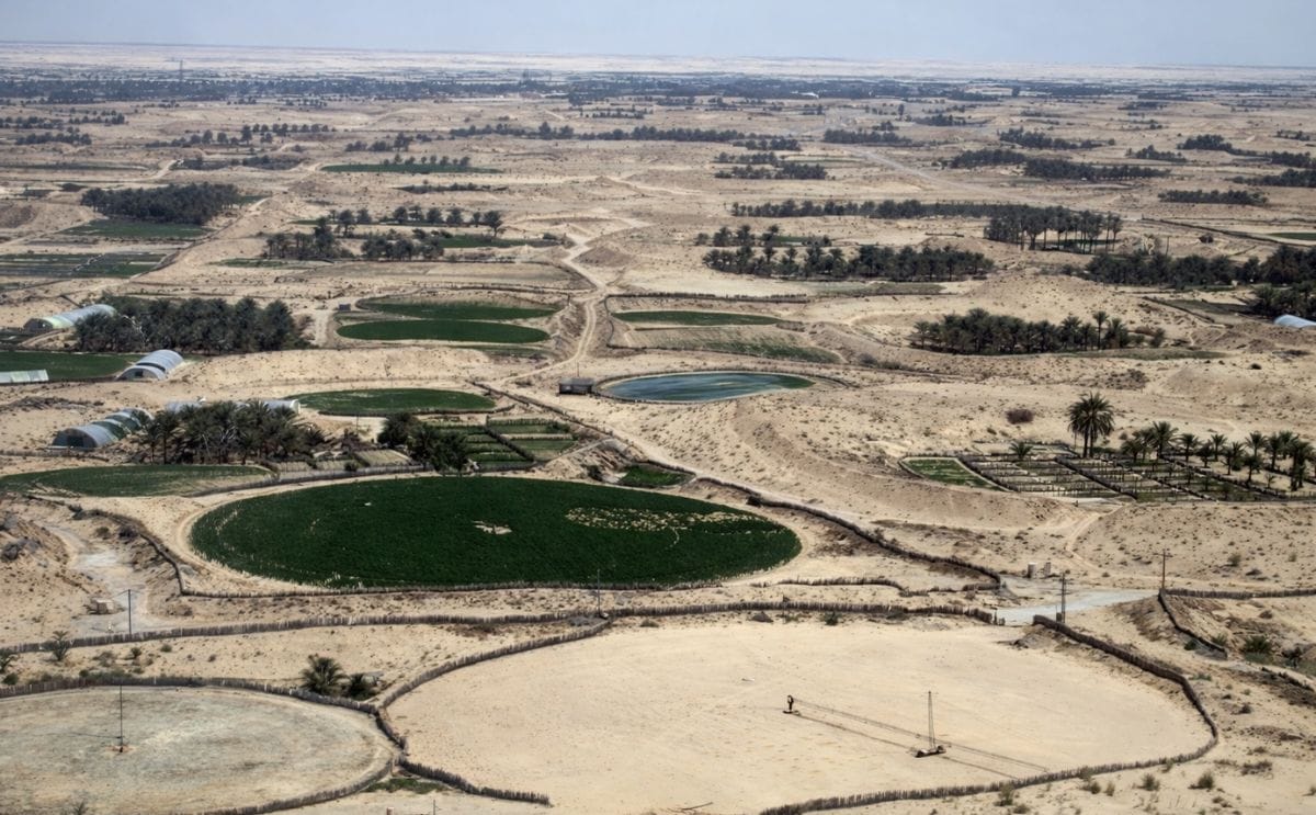 View of El Oued, Algeria (2010). In this Sahara desert town, potatoes are grown in irrigated crop circles amidst small palm oases. Meanwhile, the potato production in El Oued has expanded to 40% of the total production of Algeria - see second photo in thi