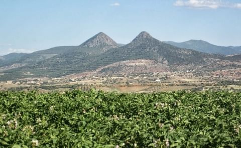 Algeria announces new strategy to tackle rising potato prices Algeria announces new strategy to tackle rising potato prices