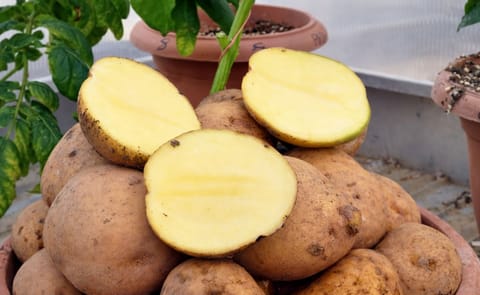 Turkey working to register a new drought resistant potato variety called "Allah diyen sarisi" - this translates to something like "Allah said yellow" Turkey working to register a new drought resistant potato variety called "Allah diyen sarisi" - this translates to something like "Allah said yellow"