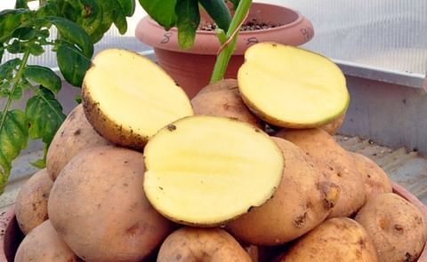 Turkey working to register a new drought resistant potato variety called "Allah diyen sarisi" - this translates to something like "Allah said yellow" Turkey working to register a new drought resistant potato variety called "Allah diyen sarisi" - this translates to something like "Allah said yellow"