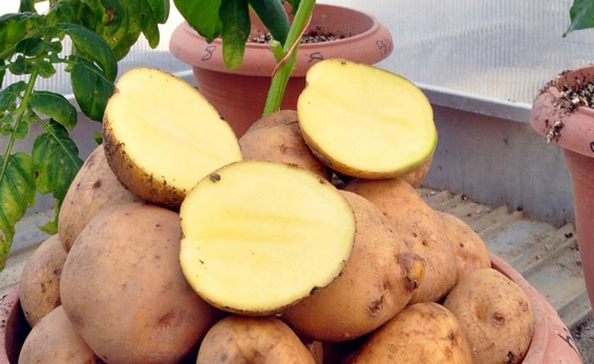 Turkey working to register a new drought resistant potato variety called "Allah diyen sarisi" - this translates to something like "Allah said yellow"
