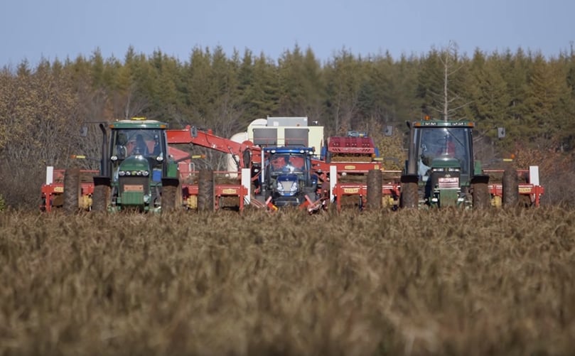 Allan 3-row harvester in action with two windrowers Allan 3-row harvester in action with two windrowers