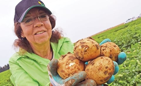 Dr. Eugenia Banks, a potato specialist, shows off a handful of Alliston potatoes that were grown in a trial area in a field on 12th Line of New Tecumseth. The new variety was created by a potato breeder from Quebec named Andre Gagnon, and in mid-July, it Dr. Eugenia Banks, a potato specialist, shows off a handful of Alliston potatoes that were grown in a trial area in a field on 12th Line of New Tecumseth. The new variety was created by a potato breeder from Quebec named Andre Gagnon, and in mid-July, it