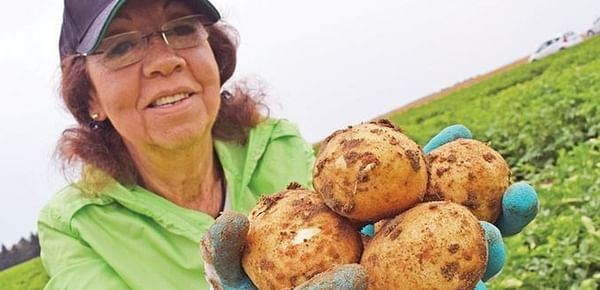 New Canadian potato variety named after Alliston, spud capital of Ontario
