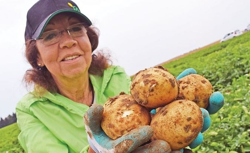 Dr. Eugenia Banks, a potato specialist, shows off a handful of Alliston potatoes that were grown in a trial area in a field on 12th Line of New Tecumseth. The new variety was created by a potato breeder from Quebec named Andre Gagnon, and in mid-July, it 