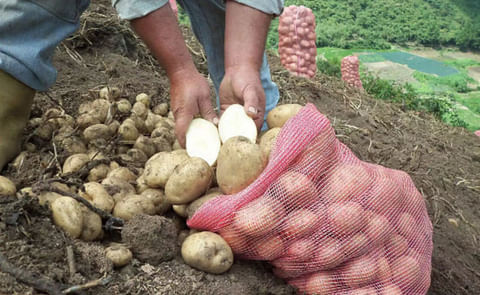 Almacenamiento de la papa (Audio) Almacenamiento de la papa (Audio)