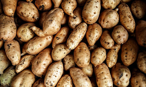 Brazilian buyers looking at Wisconsin seed potatoes