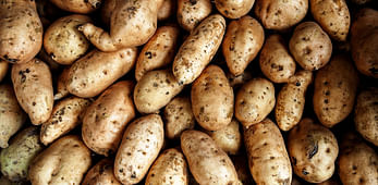 Agrico, Leo de Kock and Nedato join forces for ware potatoes.