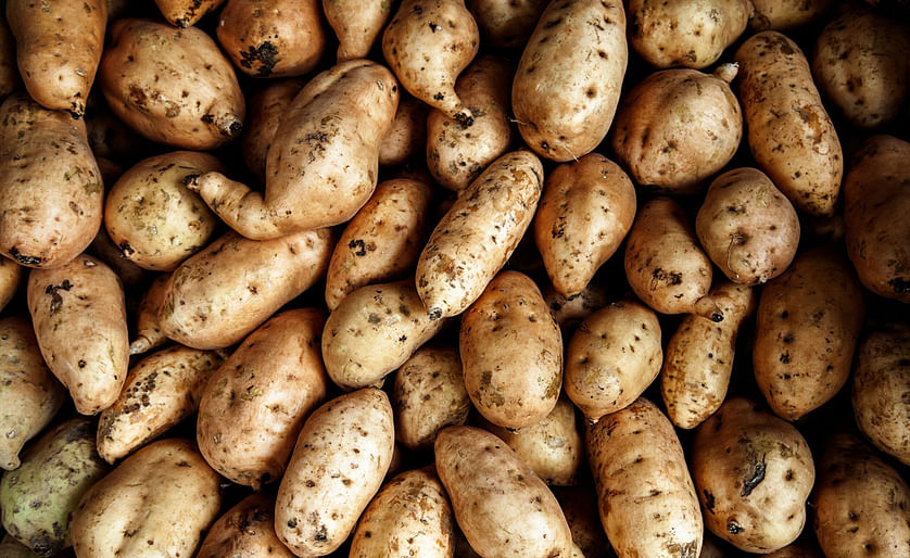 Agrico, Leo de Kock and Nedato join forces for ware potatoes.