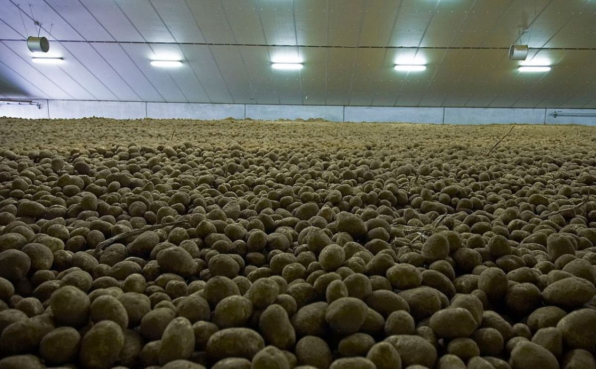 Final countdown to make potato stores in the UK are CIPC compliant Final countdown to make potato stores in the UK are CIPC compliant