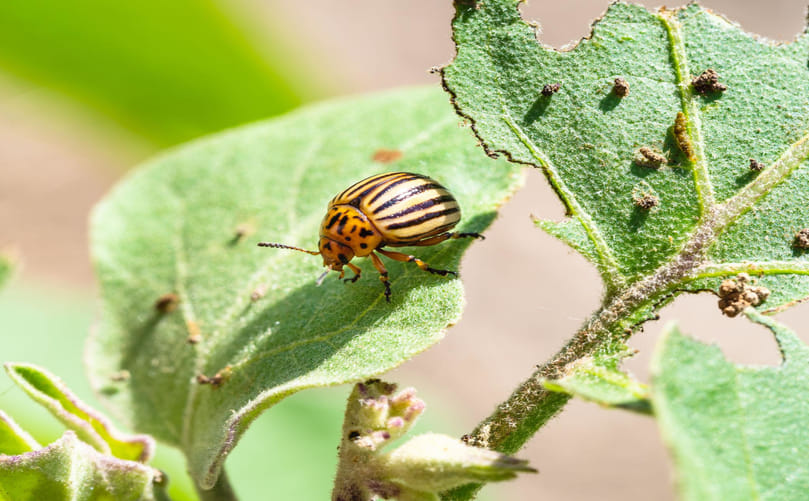 Colorado Potato Beetle on Eggplant: An Alternative Host Plant Colorado Potato Beetle on Eggplant: An Alternative Host Plant