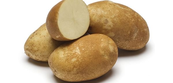 Alturas potato variety