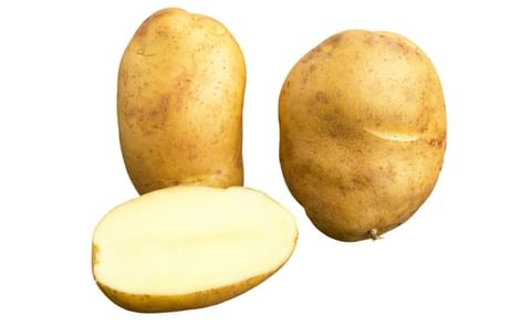 AMBASSADOR AMBASSADOR