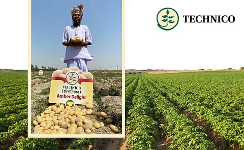 'Amber Delight' : An Early Bulking Variety Bringing Prosperity to Table Potato Farmers in India 'Amber Delight' : An Early Bulking Variety Bringing Prosperity to Table Potato Farmers in India