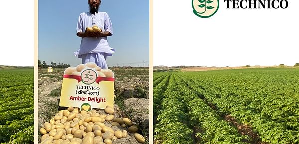 'Amber Delight' : An Early Bulking Variety Bringing Prosperity to Table Potato Farmers in India