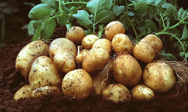 The genetically modified starch potato Amflora