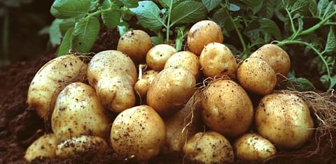 The genetically modified starch potato Amflora