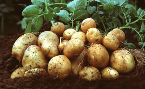 Amflora starch potato Amflora starch potato