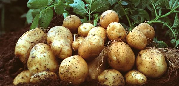 Amflora GMO starch potato