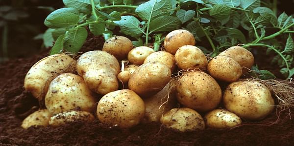  BASF's Amflora starch potato