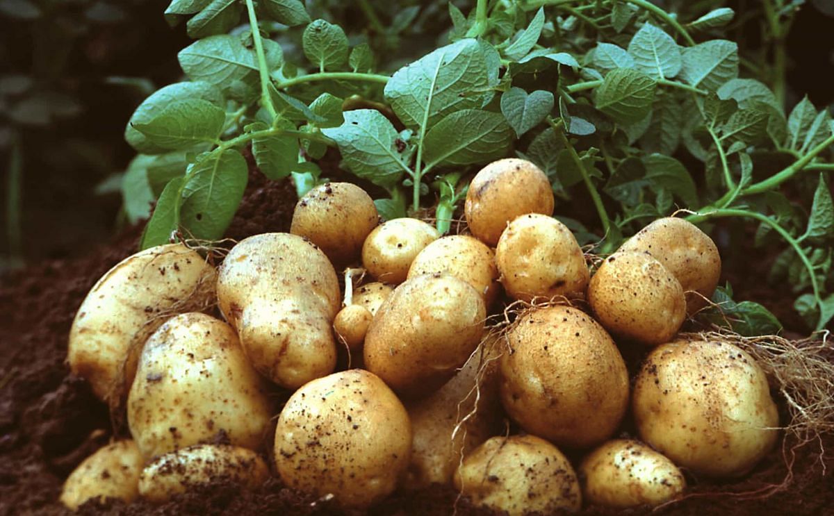 Papas listas para cosechar Papas listas para cosechar