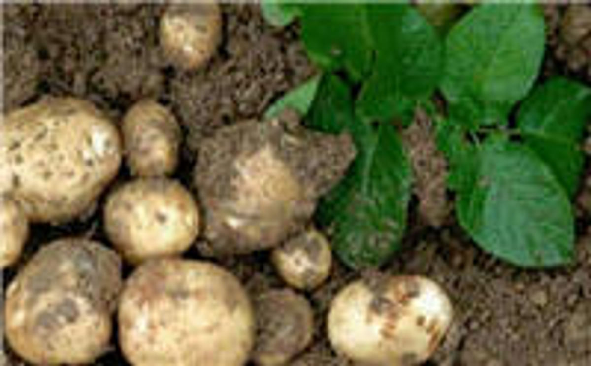 BASF halts GM potato research in UK