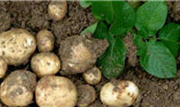  Amflora Starch Potato (GMO)