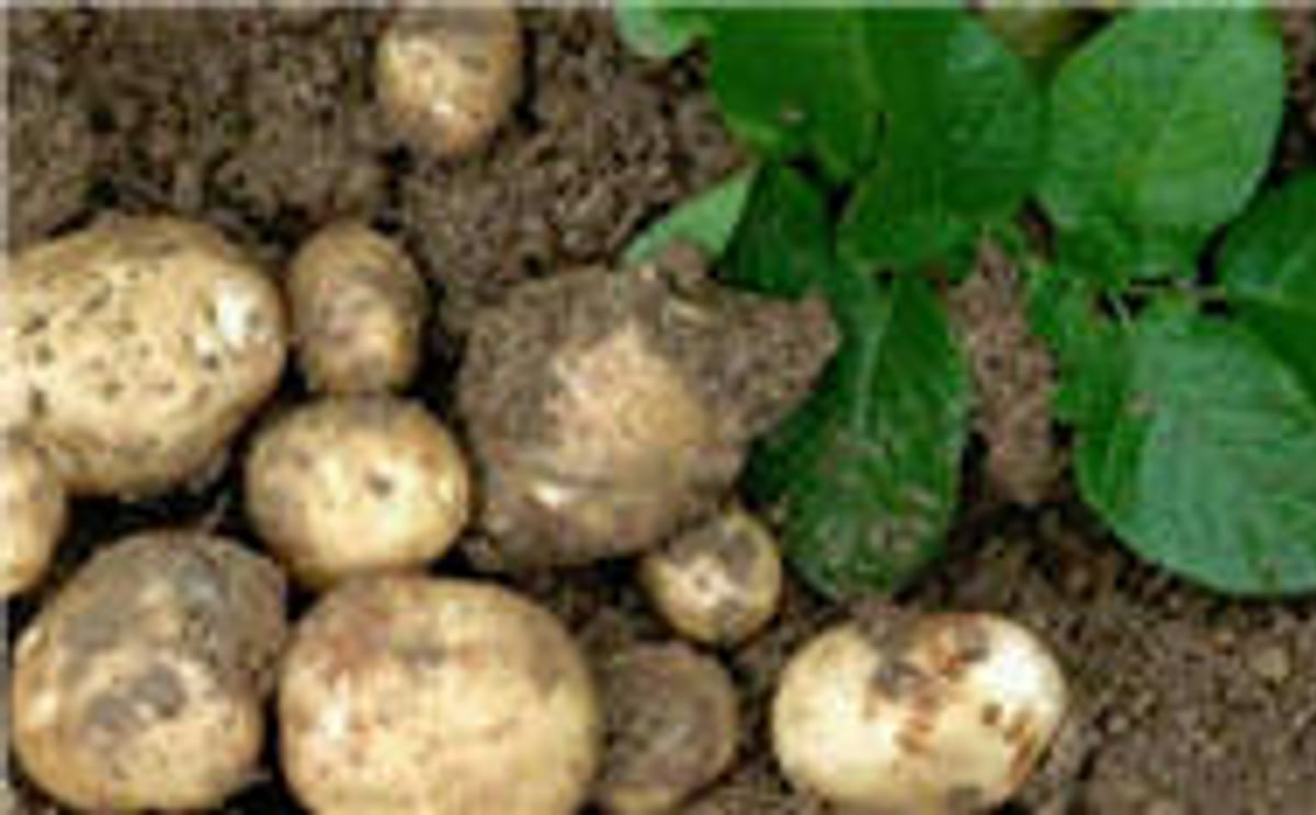 Amflora Starch Potato (GMO) Amflora Starch Potato (GMO)