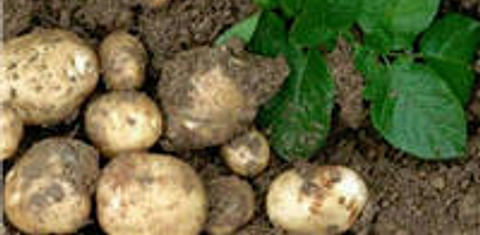  Amflora Starch Potato (GMO)