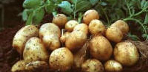  Amflora Starch Potato