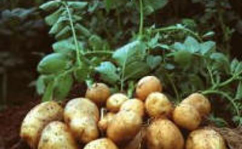 Poland imposes farming bans on GM maize, potatoes Poland imposes farming bans on GM maize, potatoes