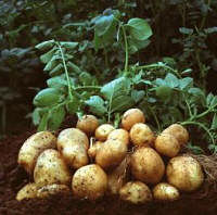 BASF's Amflora potato