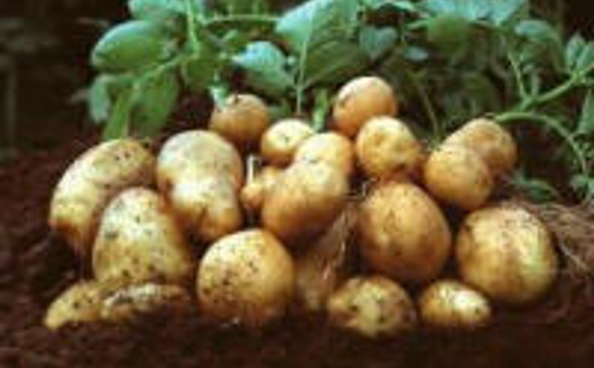 Amflora starch potato Amflora starch potato