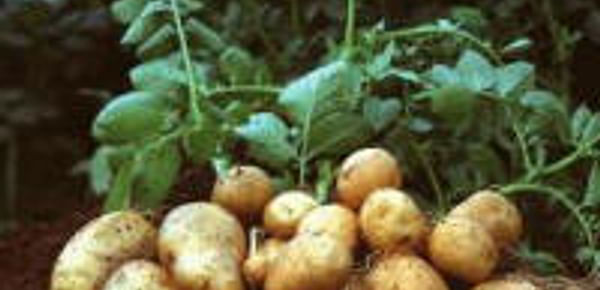  Amflora starch potato