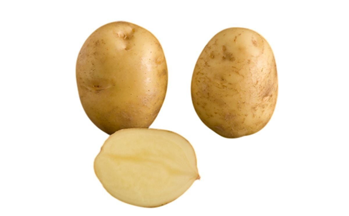 AMORA AMORA