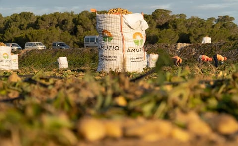 España: crece la demanda por patatas procesadas España: crece la demanda por patatas procesadas