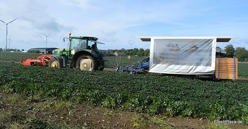 An old flower bulb harvester was quickly converted into a sweet potato harvester. An old flower bulb harvester was quickly converted into a sweet potato harvester.