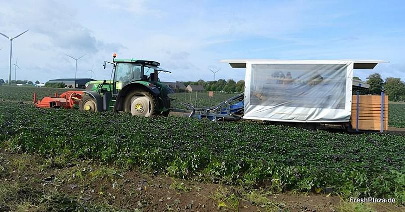 An old flower bulb harvester was quickly converted into a sweet potato harvester.