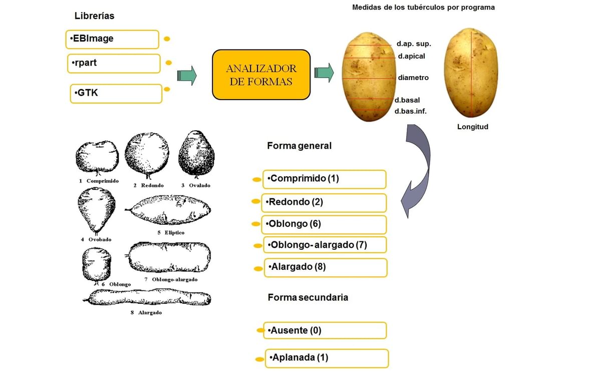 Secuencia del proceso para analizar formas de tubérculos a través de imágenes Secuencia del proceso para analizar formas de tubérculos a través de imágenes